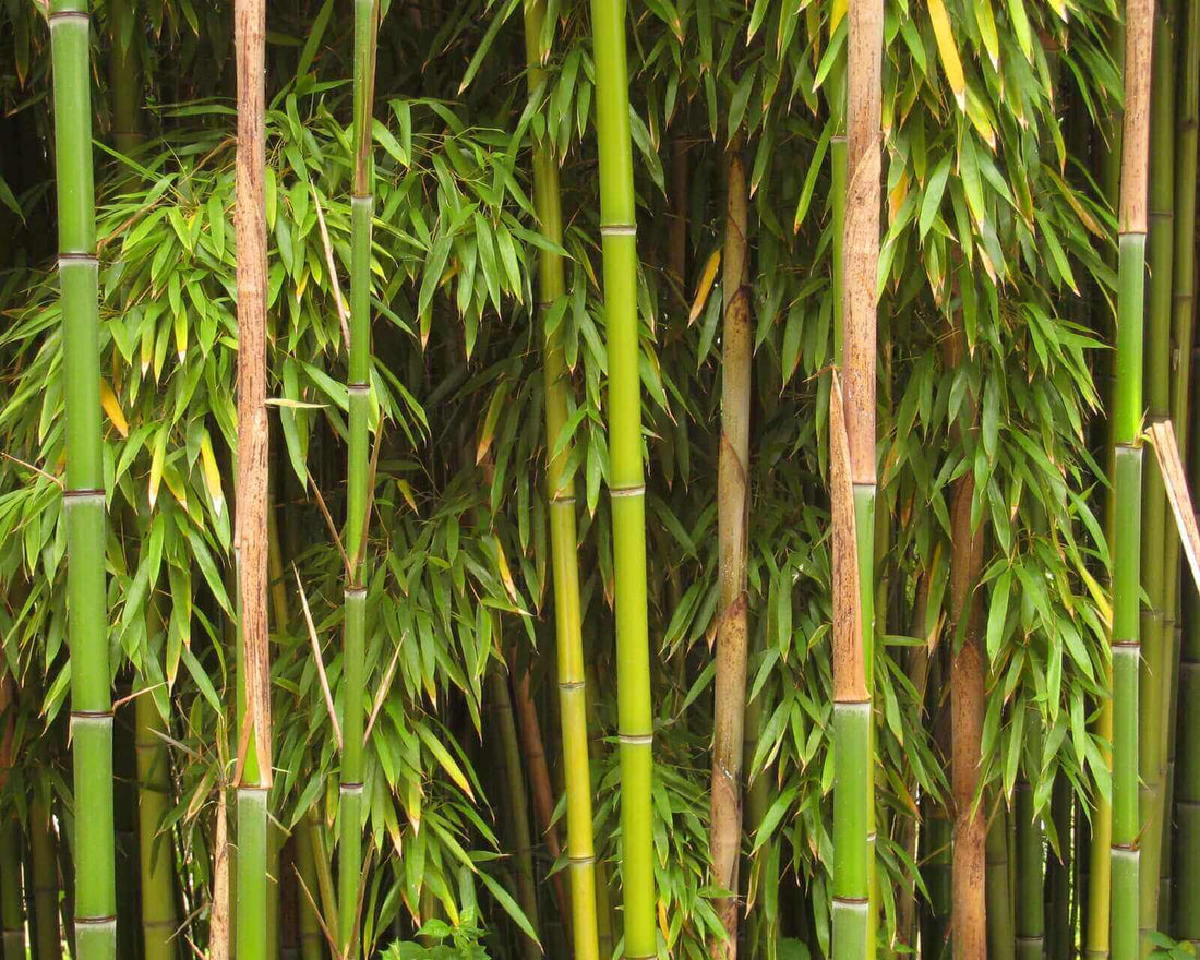 View details for Bamboo kitchenware in your home? Please read. Bamboo kitchenware in your home? Please read.